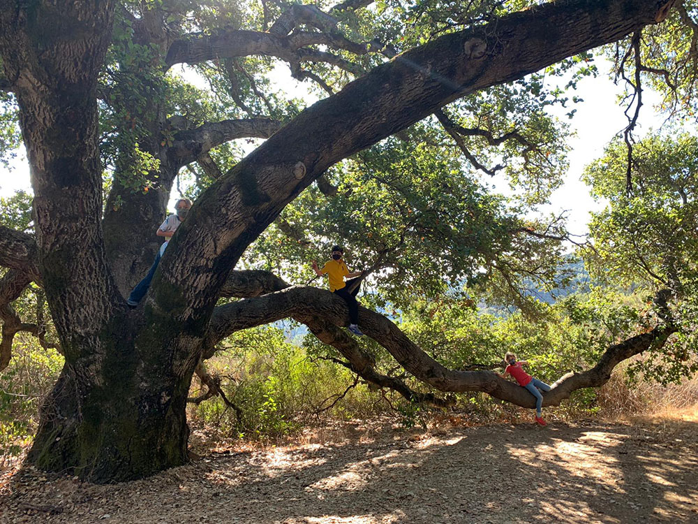 kids in tree